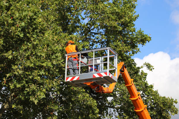 Best Best Tree Removal Services  in Chandler, TX